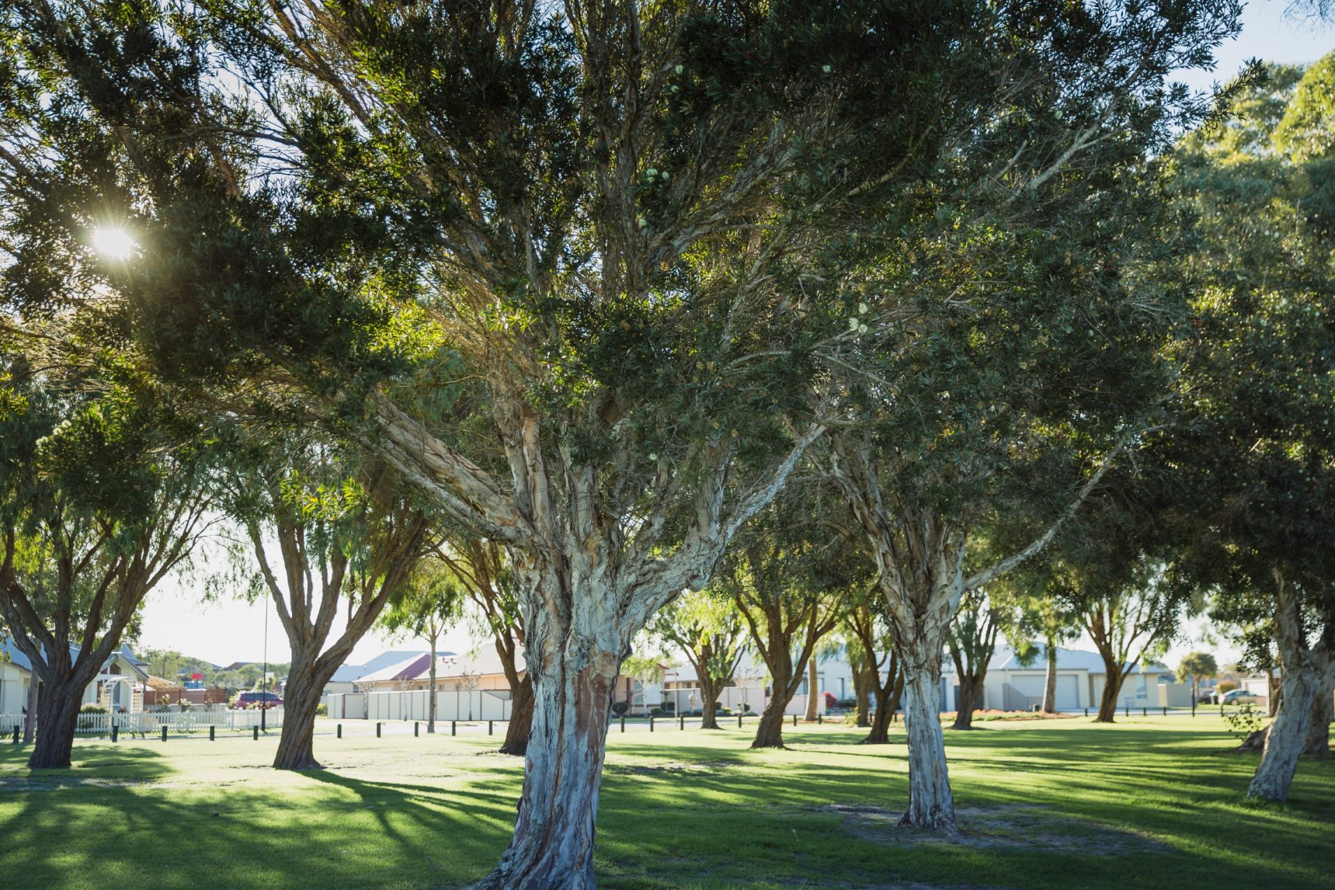 Urban Tree Inventory